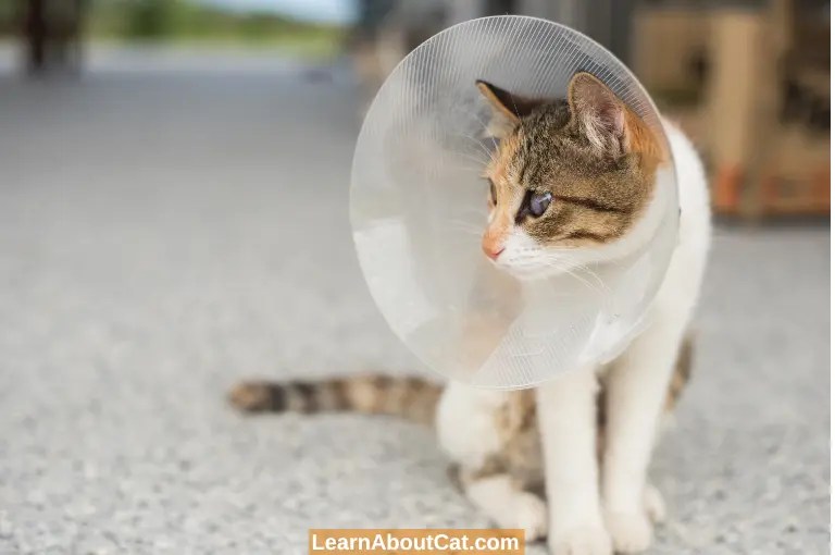 How Long to Keep a Cat Confined After Spay or Neuter? LearnAboutCat