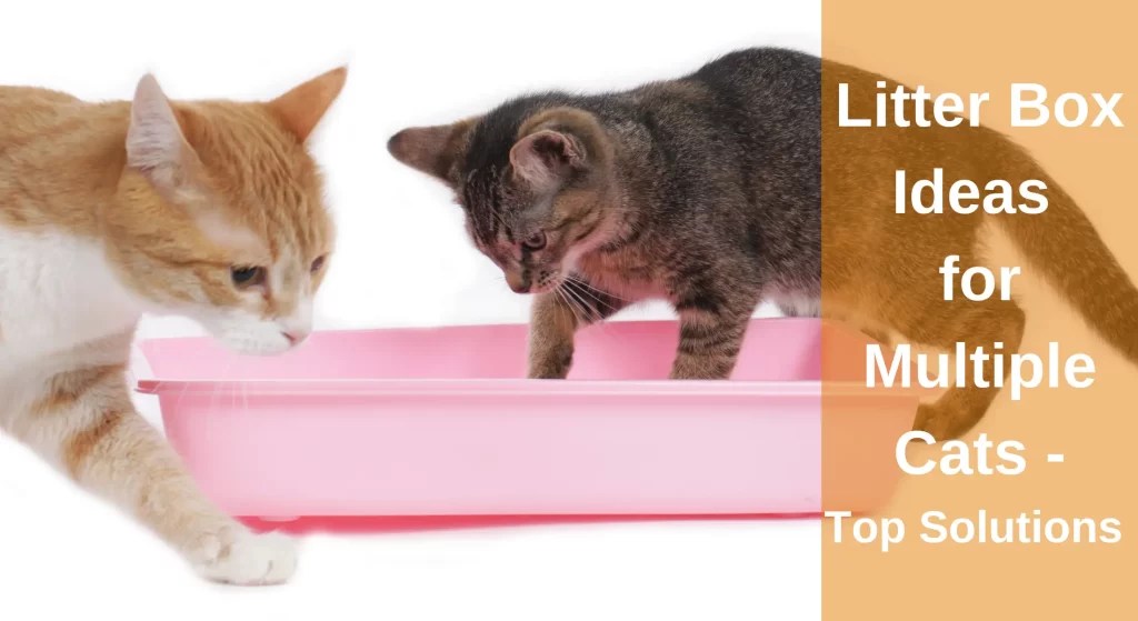 Litter Box Ideas for Multiple Cats Top Solutions LearnAboutCat