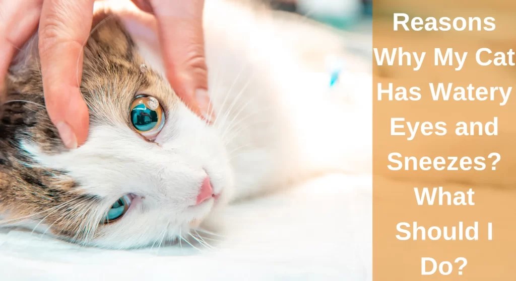 Why My Cat Has Watery Eyes and Sneezes? And What Should I Do? LearnAboutCat