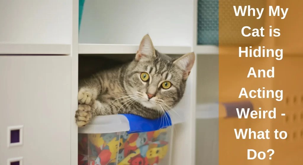 Why My Cat is Hiding And Acting Weird What to Do? LearnAboutCat