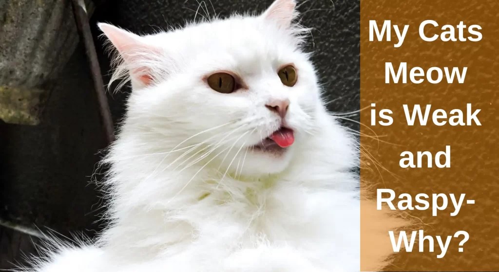 My Cats Meow is Weak and Raspy Why And How to Help? LearnAboutCat
