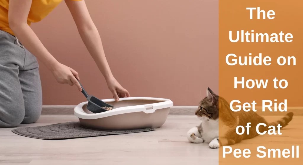 The Ultimate Guide to How to Get Rid of Cat Pee Smell LearnAboutCat