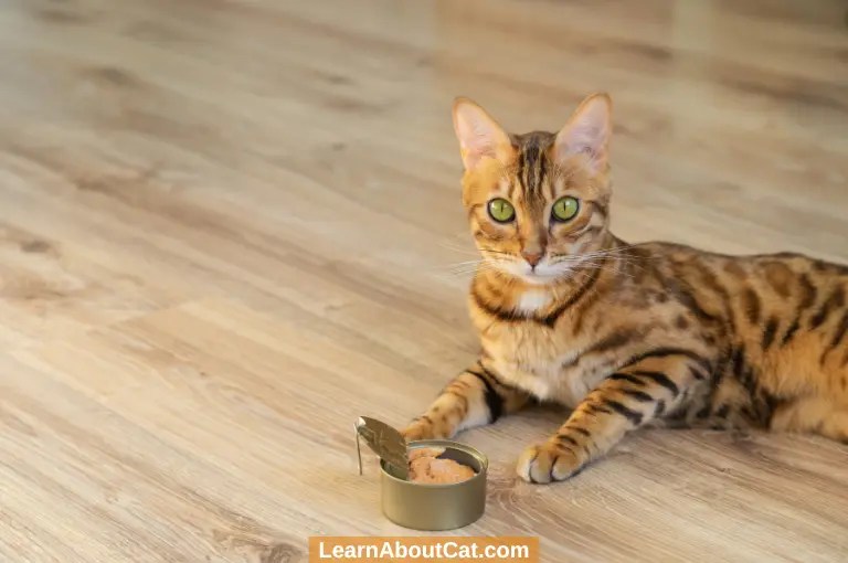 A Guide To How To Soften Dry Cat Food? LearnAboutCat