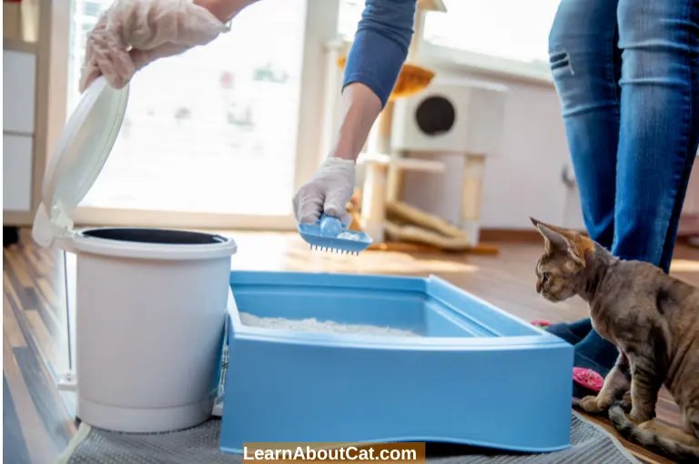 How To Train a Cat to Use a Litter Box? A Guide to Litter Box Issues