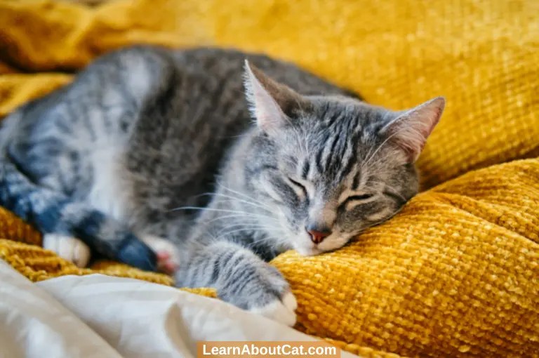 Why Is My Cat Drooling When Purring? [Explained] LearnAboutCat