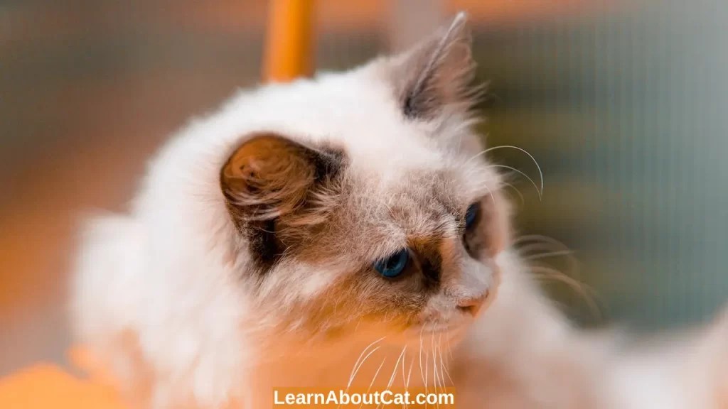 Causes of Cat Dandruff And Prevention A Guide to Dandruff in Cats