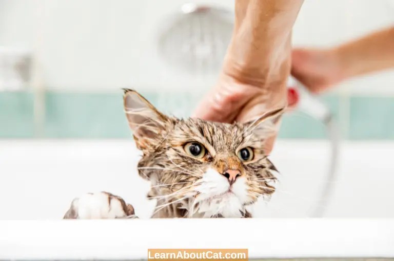 How to Bathe a Cat or Kitten? [Step By Step Guide] LearnAboutCat