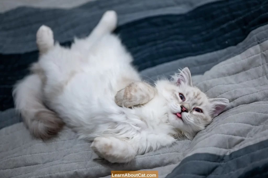 Why Do Cats Lay on Their Backs? 12 Top Reasons LearnAboutCat