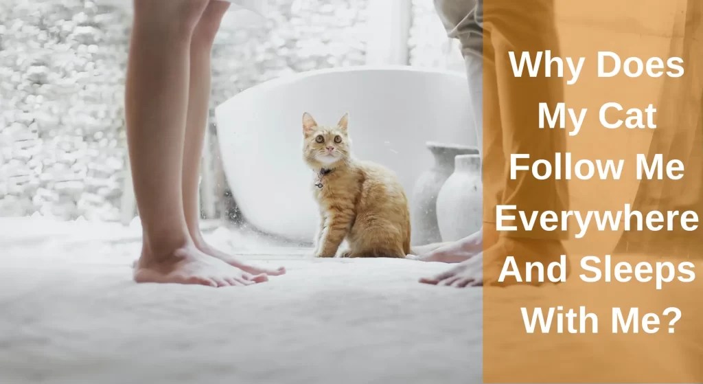 Why Does My Cat Follow Me Everywhere And Sleeps With Me? LearnAboutCat