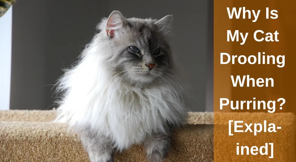 Why Is My Cat Drooling When Purring? [Explained] LearnAboutCat