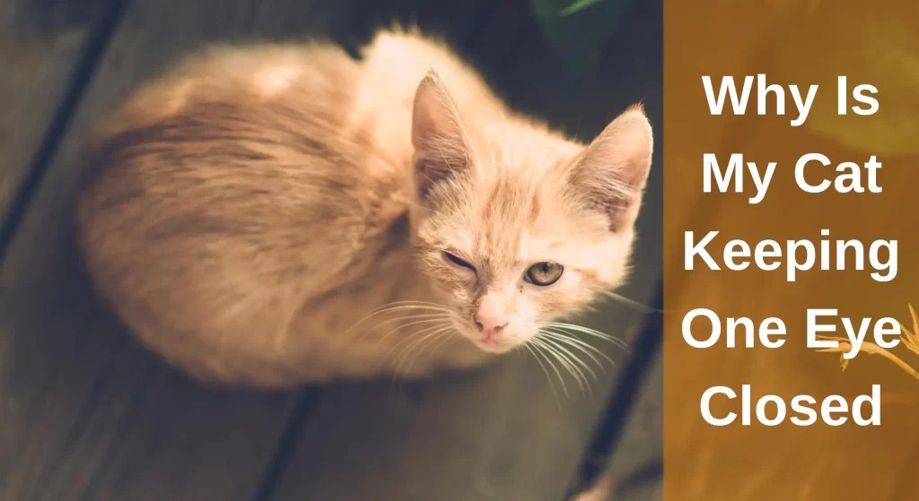 Why Is My Cat Keeping One Eye Closed? Cat Squinting One Eye LearnAboutCat