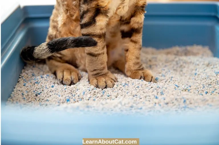 What Can I Use Instead Of Cat Litter? Top 13 BudgetFriendly Cat Litter