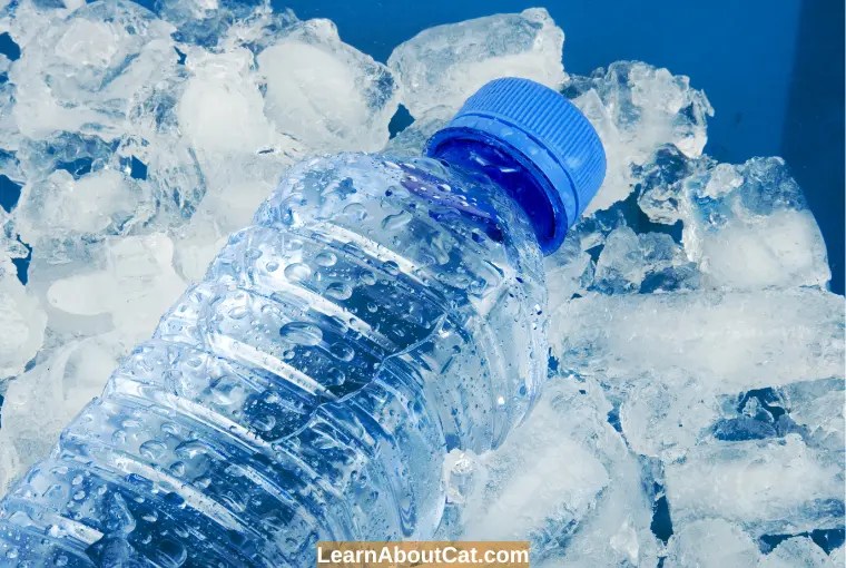 Can Cats Drink Ice Water? How Safe Is It To Put Ice In Cats' Water? LearnAboutCat
