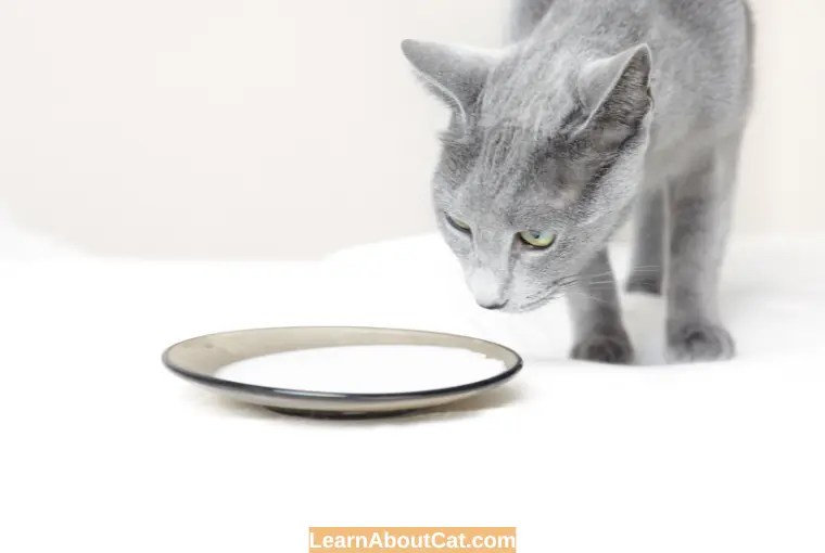 Can Cats Drink Cold or Warm Milk? Is it Safe? Things You Need to Know