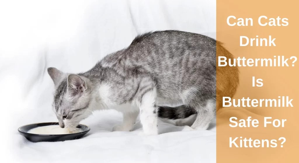 Can Cats Drink Buttermilk? Is Buttermilk Safe For Kittens? LearnAboutCat