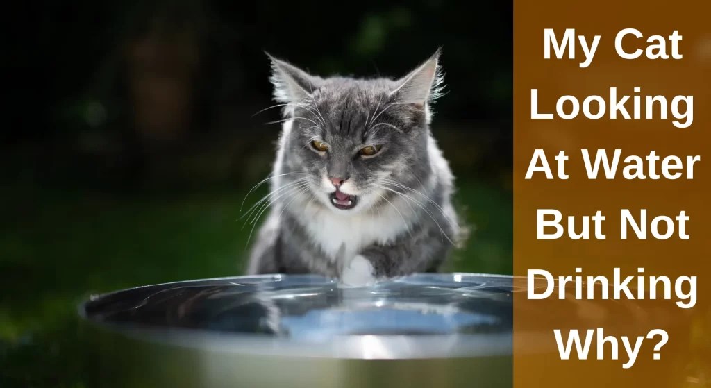 My Cat Looking At Water But Not Drinking Why? [Explained] LearnAboutCat