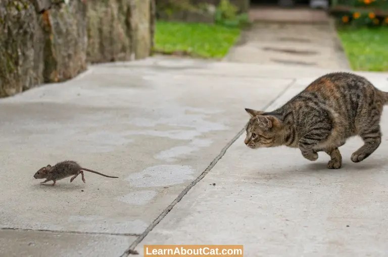 Do Cats Eat Mice Whole? Things You Need To Know LearnAboutCat