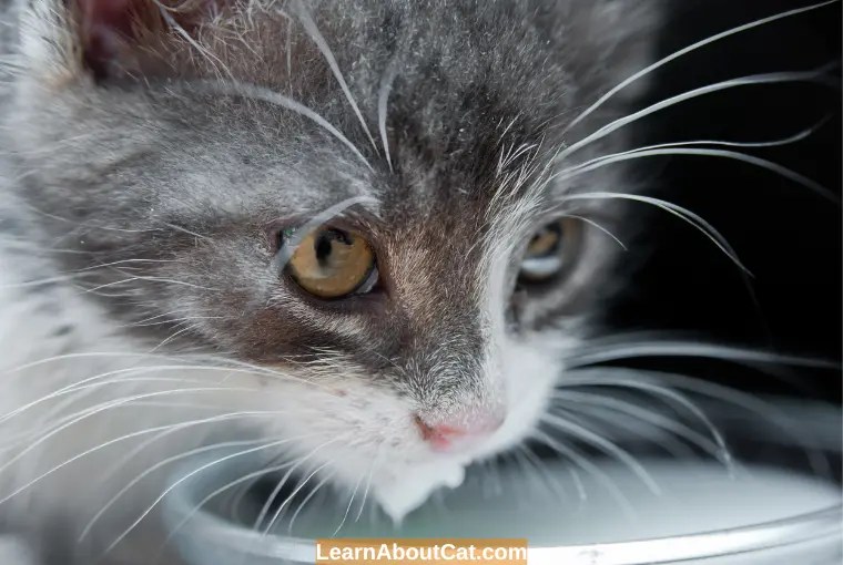 Can Cats Drink Cold or Warm Milk? Is it Safe? Things You Need to Know