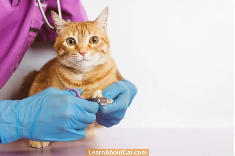 Why Do Cats Hate Getting Their Nails Cut? [Explained] LearnAboutCat