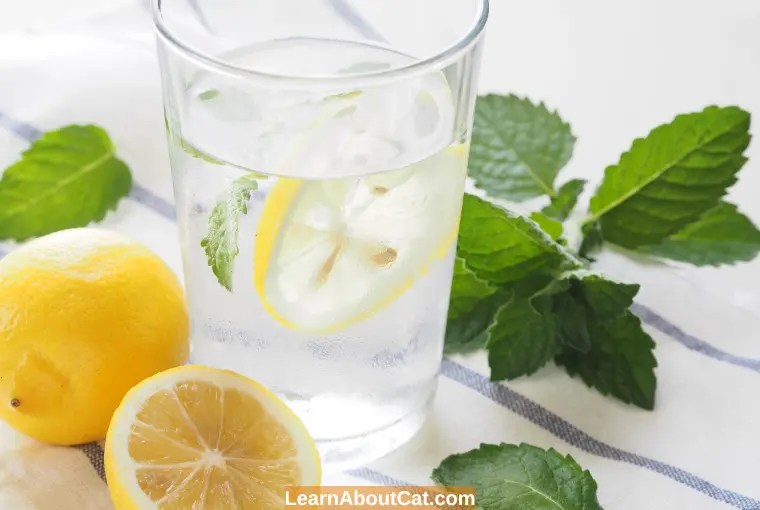 Can Cats Drink Lemon Water? Can Cats Have Lemon Juice? LearnAboutCat