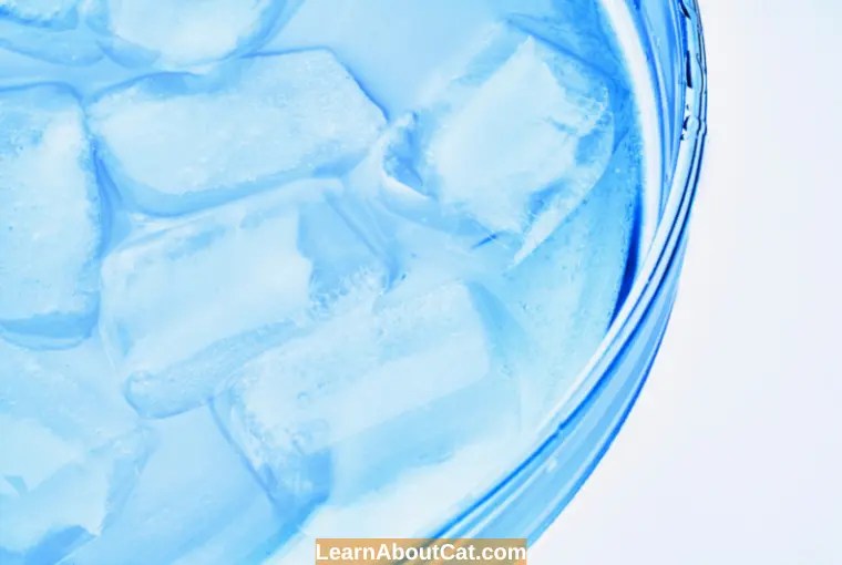 Can Cats Drink Ice Water? How Safe Is It To Put Ice In Cats' Water