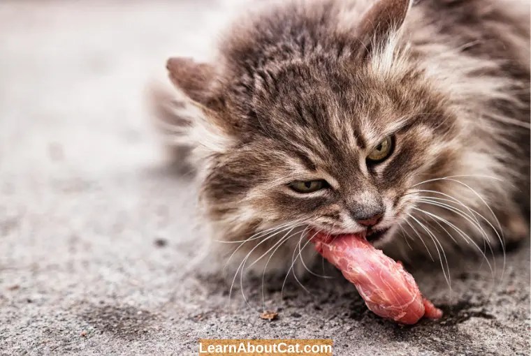 Can Cats Eat Beef Jerky? Is it Safe Everything You Need to Know