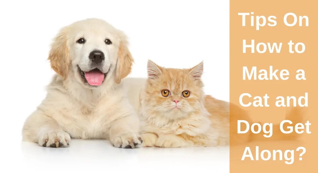 The Ultimate Guide to How to Make a Cat and Dog Get Along? (Unlocking