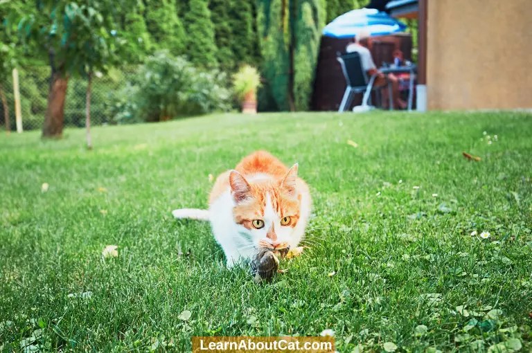 Do Cats Eat Mice Whole? Things You Need To Know LearnAboutCat