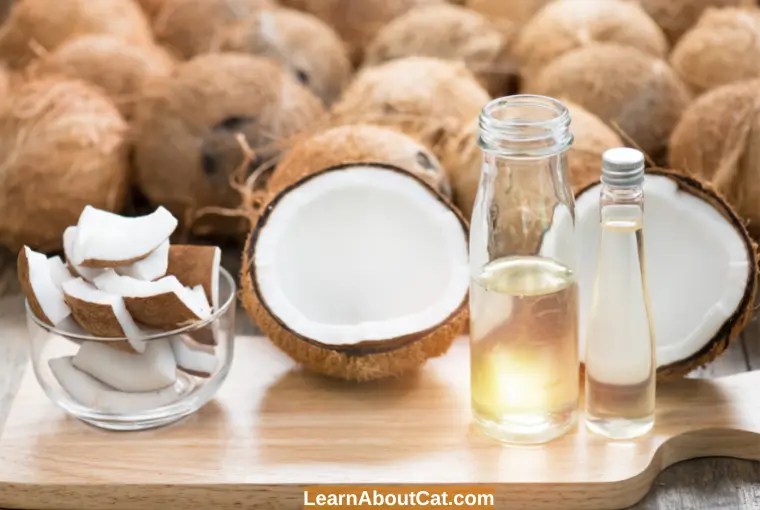 Is Coconut Oil Safe For Cats? Benefits And How To Use LearnAboutCat