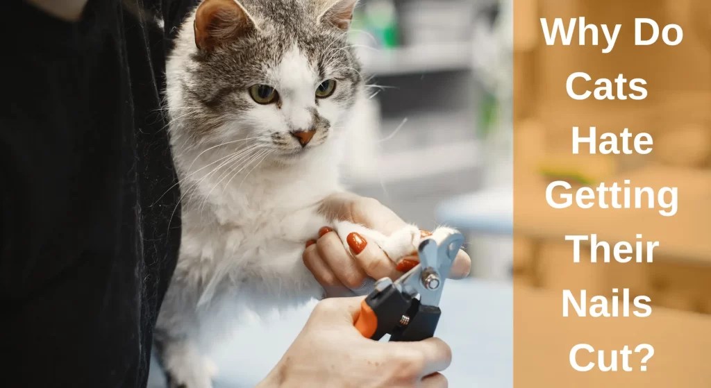 Why Do Cats Hate Getting Their Nails Cut? [Explained] LearnAboutCat