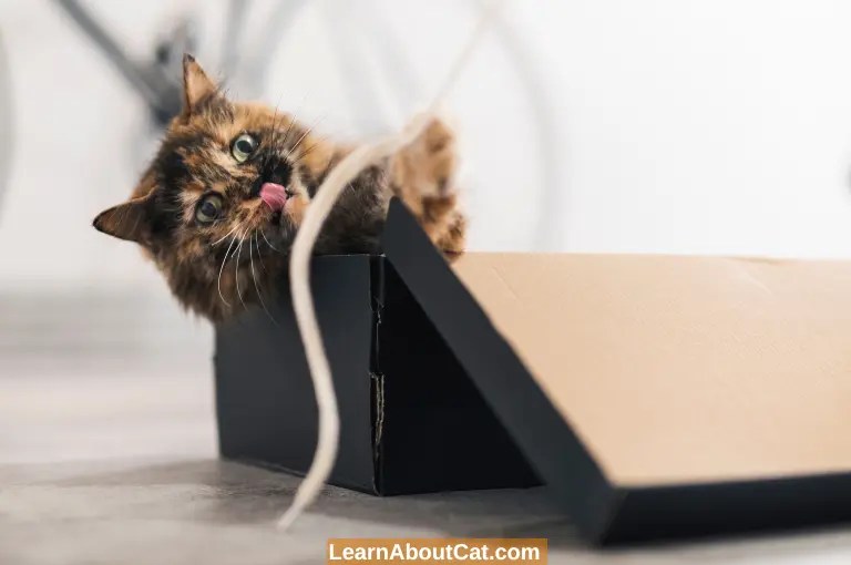Why Do Cats Like Adhesive? All You Need To Know LearnAboutCat