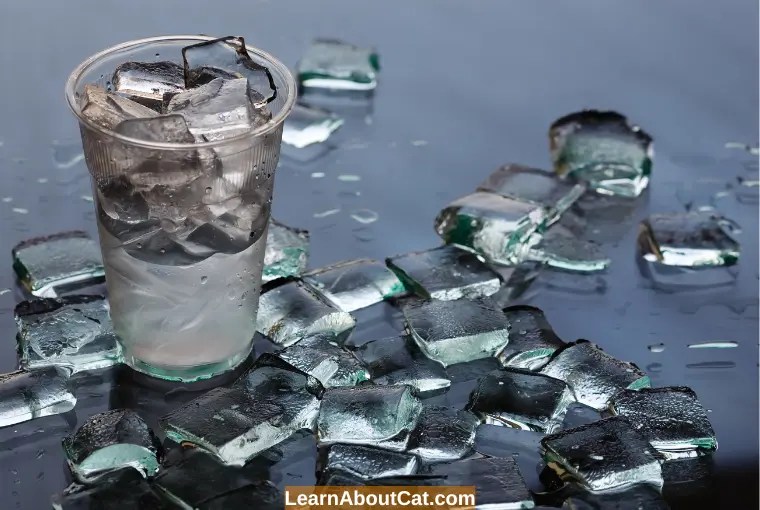 Can Cats Drink Ice Water? How Safe Is It To Put Ice In Cats' Water? LearnAboutCat