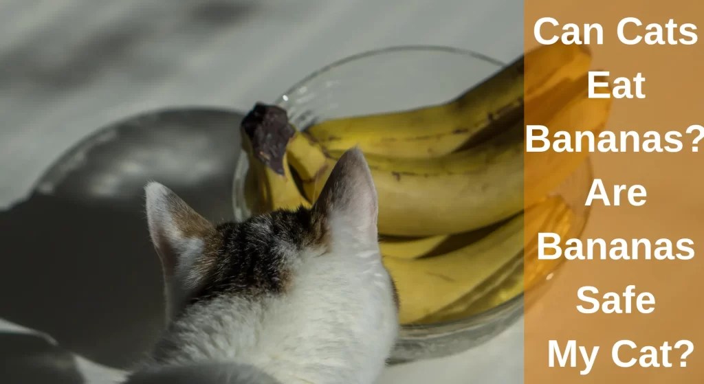 Can Cats Eat Bananas? Are Bananas Safe for My Cat? LearnAboutCat