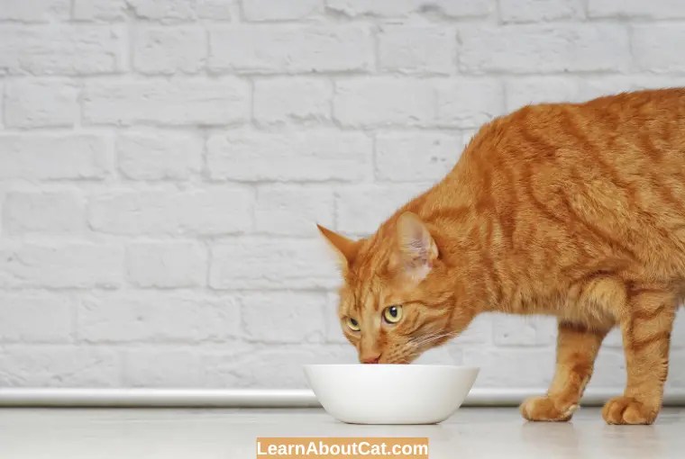Can Cats Eat Chicken Broth? Is it Safe [Explained] LearnAboutCat