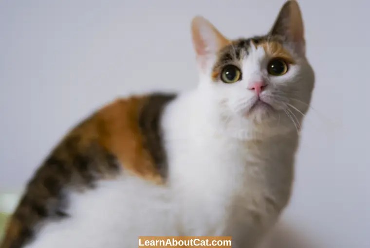 How Long After Deworming A Cat Are The Worms Gone? [Answered