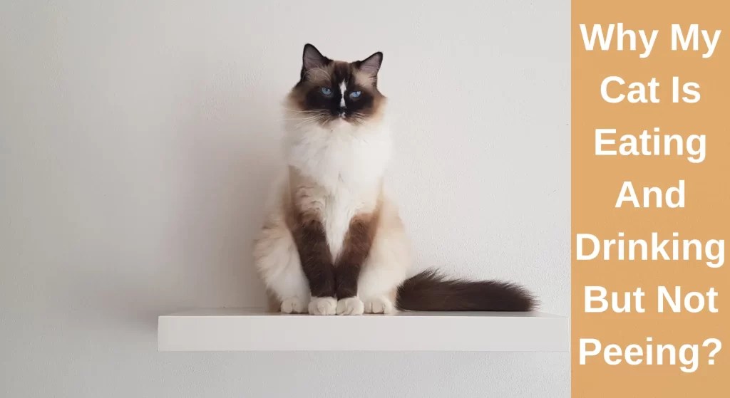My Cat Is Eating And Drinking But Not Peeing Why? How to Help