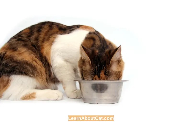 Can Cats Eat Chicken Broth? Is it Safe [Explained] LearnAboutCat