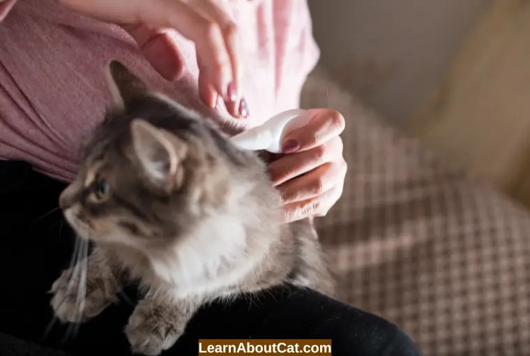 My Cat Has Worms How Do I Clean My House? [A Complete Guide] LearnAboutCat