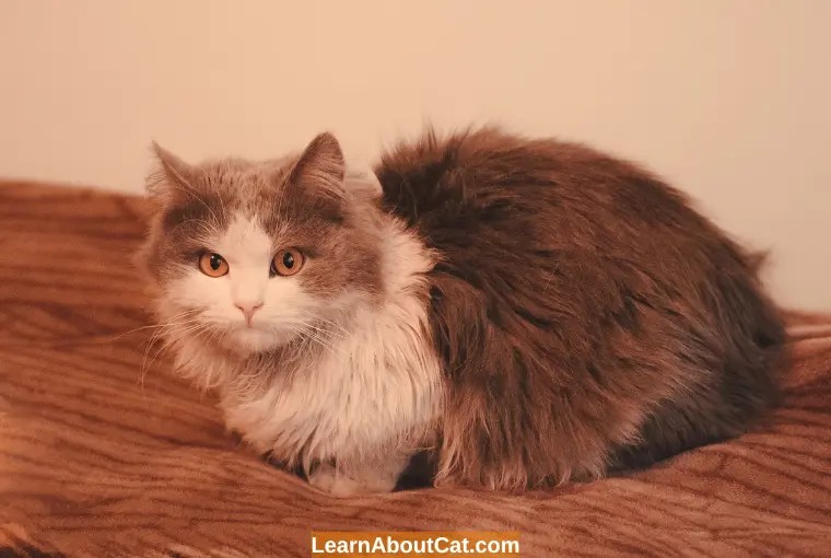 My Cat Is Eating And Drinking But Not Peeing Why? How to Help