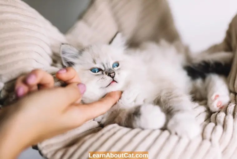 Why Is My Cat Shedding So Much? Causes and Prevention LearnAboutCat