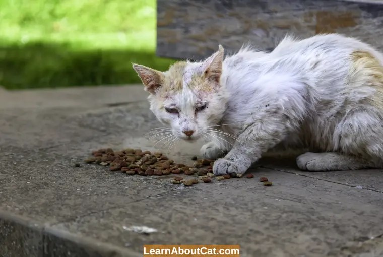 Why Is My Cat Throwing Up Undigested Food? [Explained] LearnAboutCat