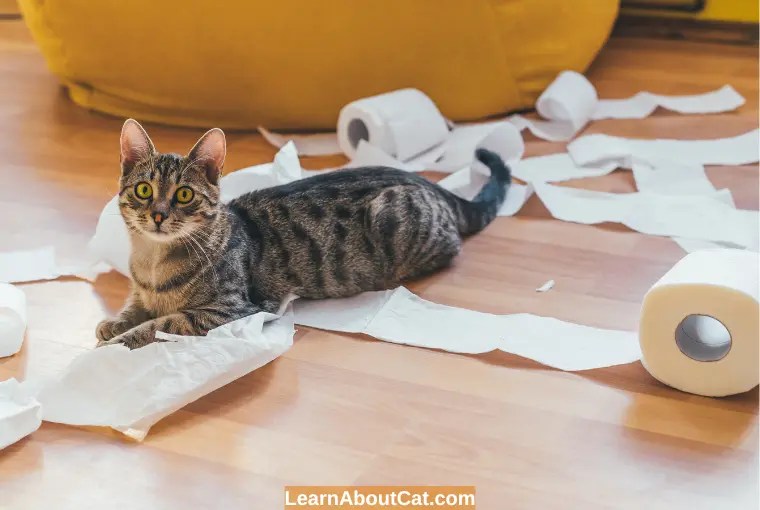 Why is My Cat Eating Paper? Is It Safe [Explained] LearnAboutCat