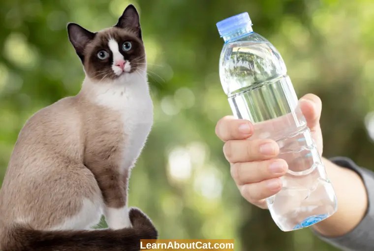 Can Cats Drink Bottled Water? Is Bottled Water Safe for Cats