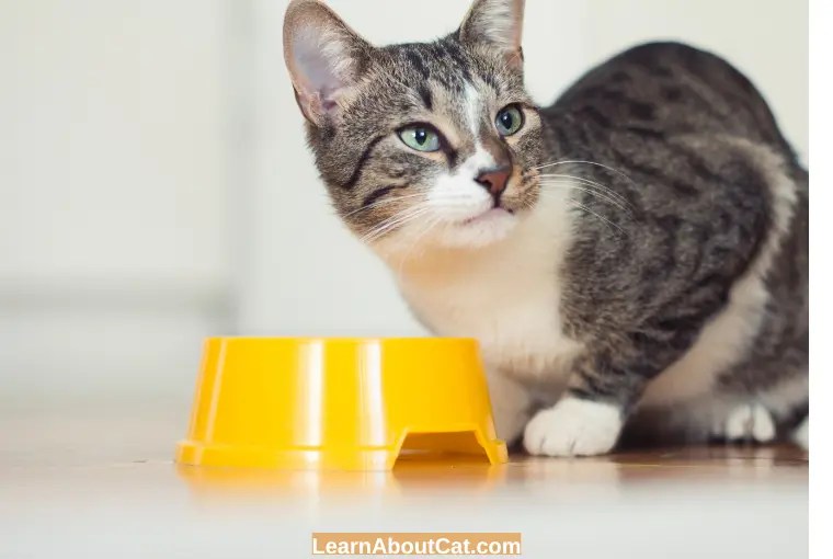 Can Cats Eat Chicken Broth? Is it Safe [Explained] LearnAboutCat