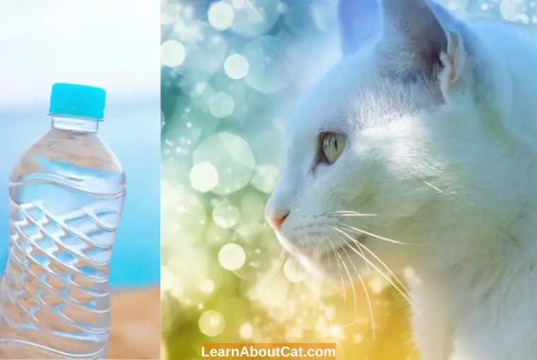 Can Cats Drink Bottled Water? Is Bottled Water Safe for Cats