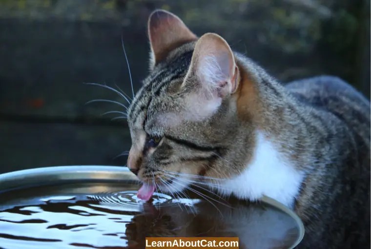 Can Cats Drink Spring Water? (Spring Water vs. Tap Water) LearnAboutCat