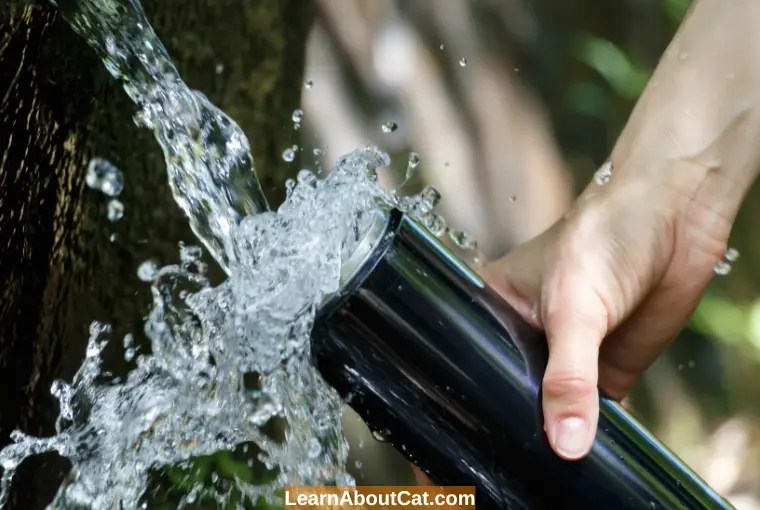 Can Cats Drink Spring Water? (Spring Water vs. Tap Water) LearnAboutCat