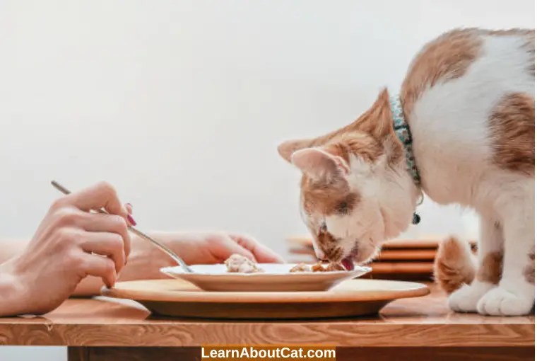 Can Cats Eat Human Food? List of Human Foods That Cats Can and Cannot Eat LearnAboutCat