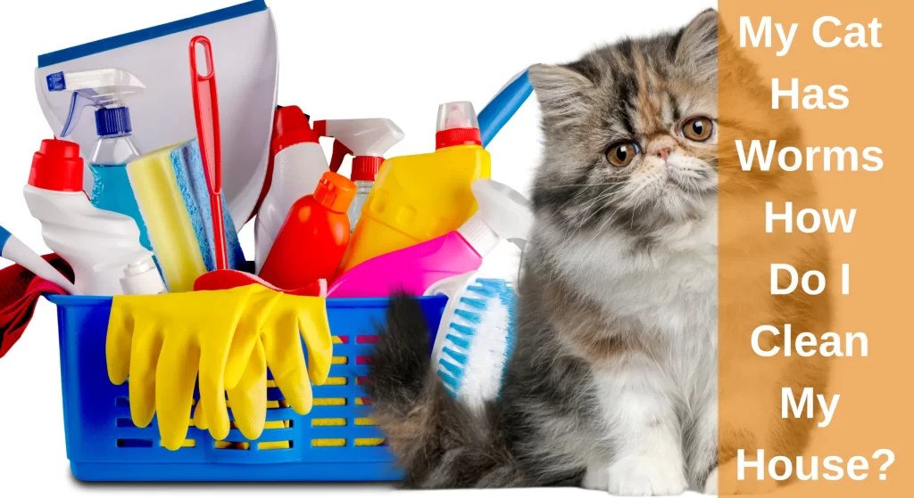 My Cat Has Worms How Do I Clean My House? [A Complete Guide] LearnAboutCat