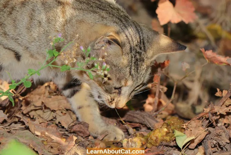 Why Is My Cat Throwing Up Undigested Food? [Explained] LearnAboutCat